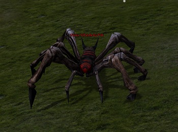 Vörös Villásfarkú Pók.jpg