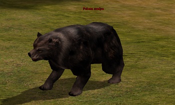 Fekete medve.jpg